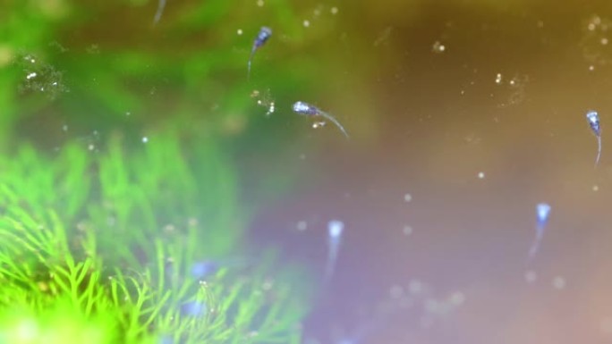 暹罗斗鱼幼鱼在水面上游泳，周围是澳大利亚新南威尔士州悉尼的水草