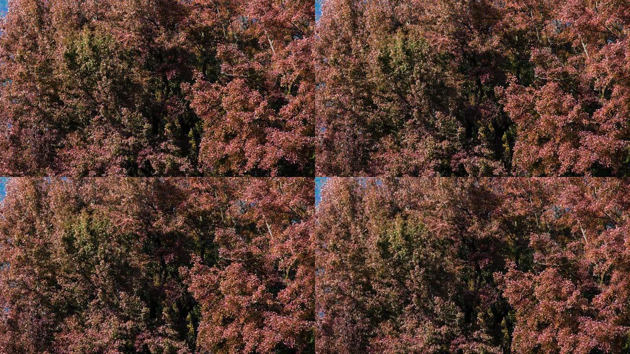 广州石门森林公园的红色秋叶
