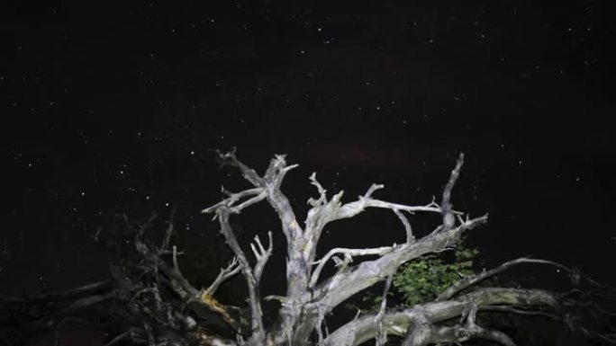 树枝后面繁星点点的夜空