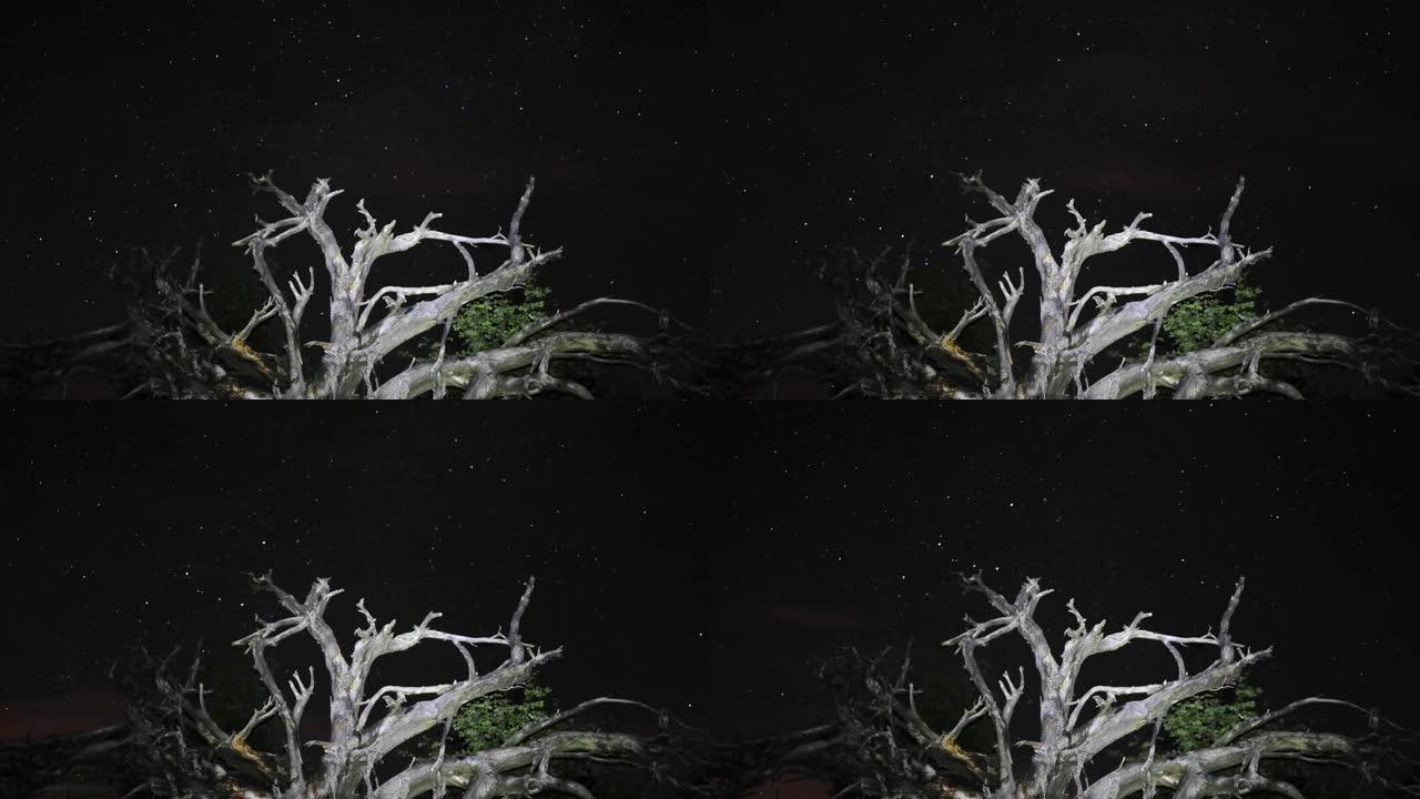 树枝后面繁星点点的夜空