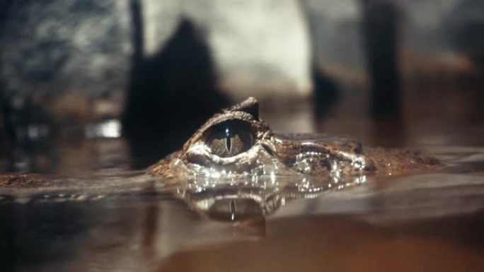 一只野兽正在等待它的猎物。一只短吻鳄的眼睛从水里探出头来。一只活短吻鳄的眼睛特写。鳄鱼,鳄鱼。恐龙怪