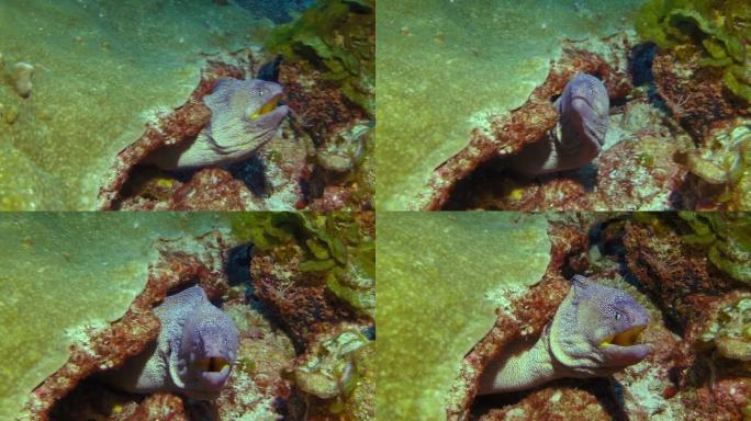 在水下珊瑚中近距离观察到的彩色海鳗被捕获。