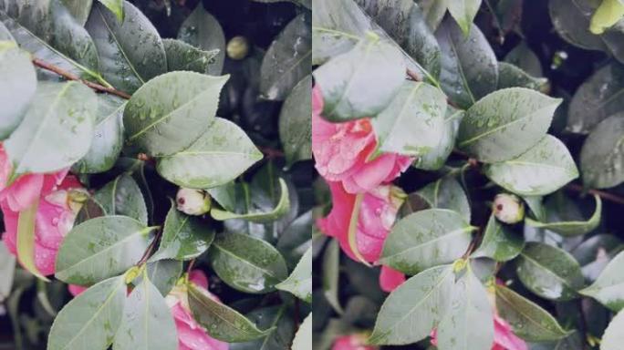 山茶花的特写镜头，背景为雨滴和鸟类-Theaceae