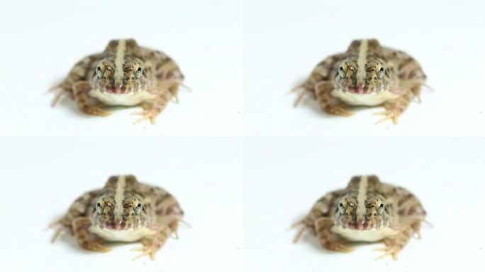 吃螃蟹的青蛙或红树林青蛙Fejervarya cancrivora在白色背景