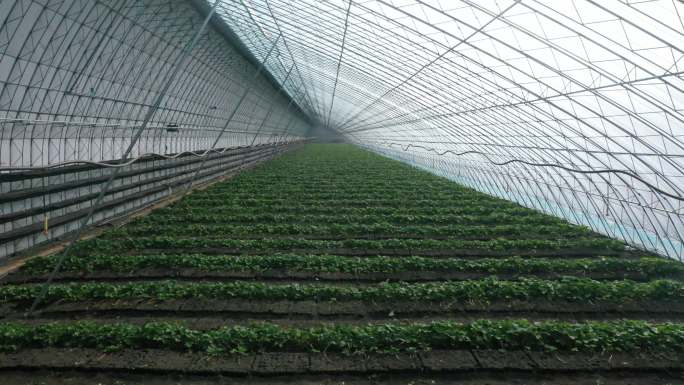 棚膜 蔬菜大棚 经济作物 育苗 温室大棚