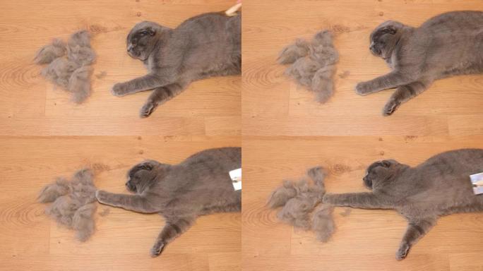 用刷子手工梳理一只美丽的苏格兰折叠猫。用特殊产品清洁猫毛