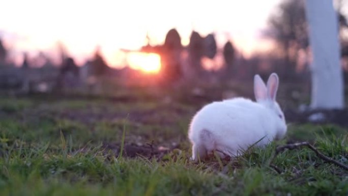 一只可爱的小白兔在夕阳下的花园绿草上跳跃。美丽的兔子复活节
