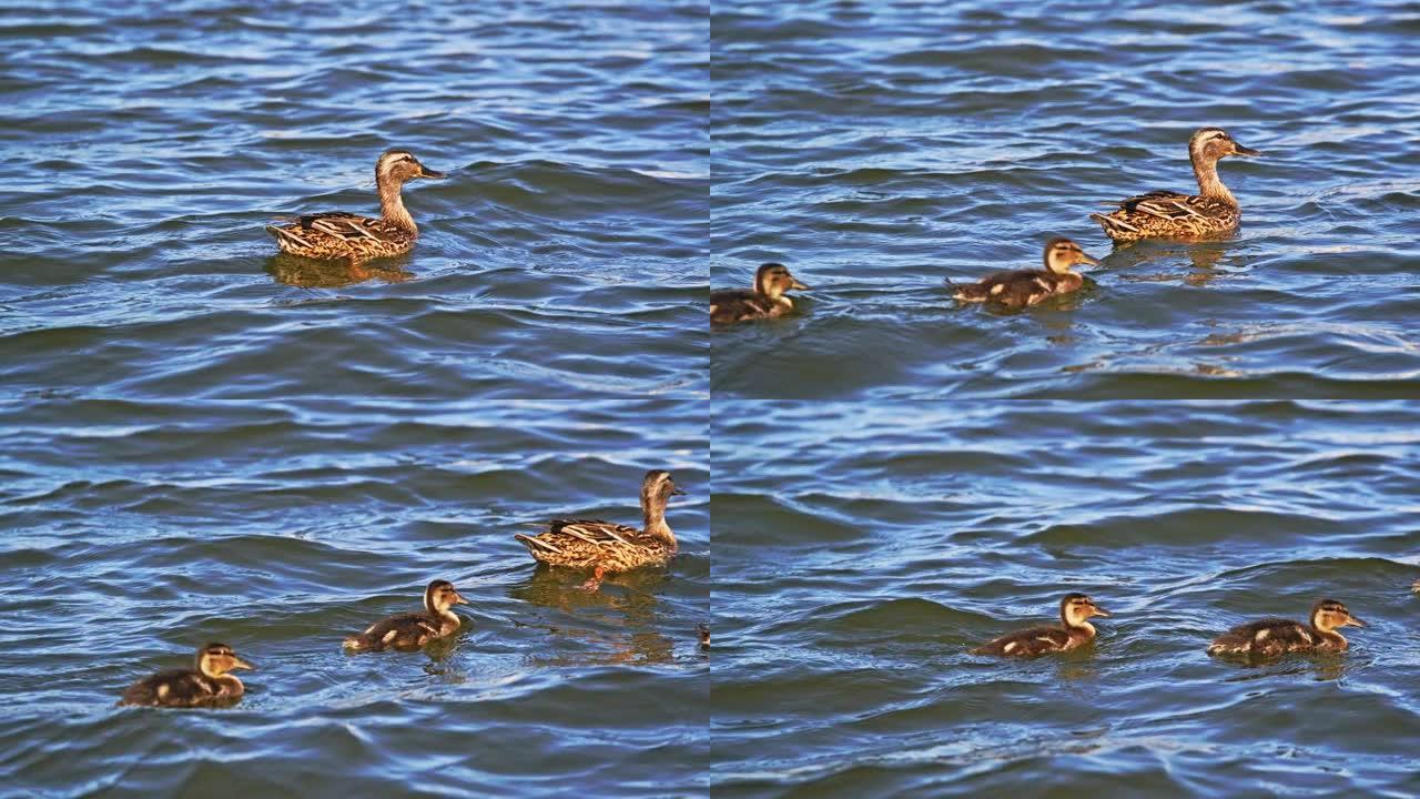 带可爱的小鸭的母鸭在波浪河水中游泳