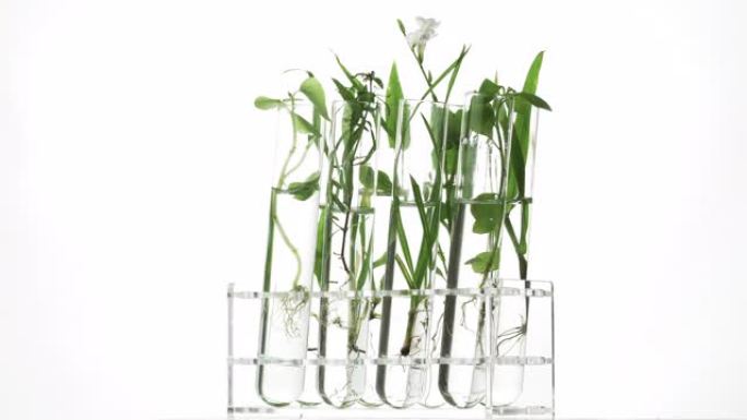 旋转实验室玻璃试管中的绿色新鲜植物