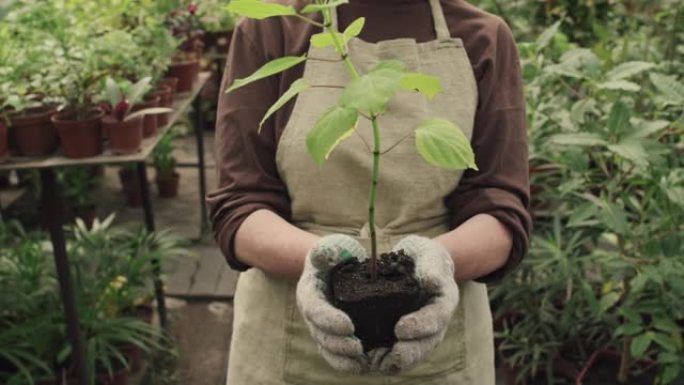 无法辨认的女人拿着植物