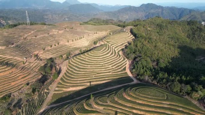 晴天的高山梯田茶园的鸟瞰图