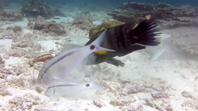 美丽的彩绘鱼正在海底寻找食物。