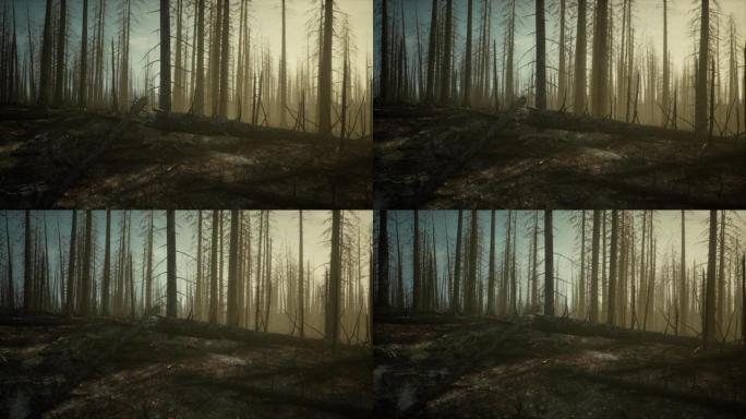 森林大火后，金丝雀松树的黑灰