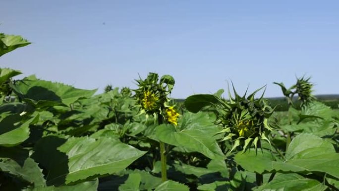 农业领域的大量向日葵