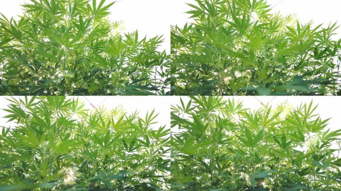 大麻叶植物大麻树视频素材