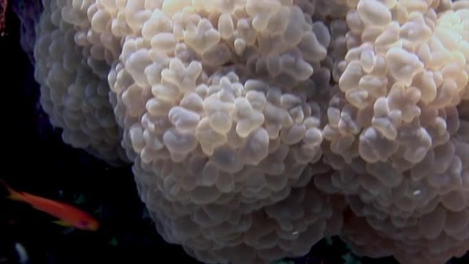 红海刺胞属珊瑚软冻样物种。