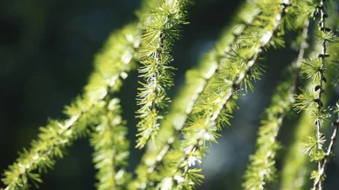 在阳光明媚的日子里拍摄山地植物的细节照片