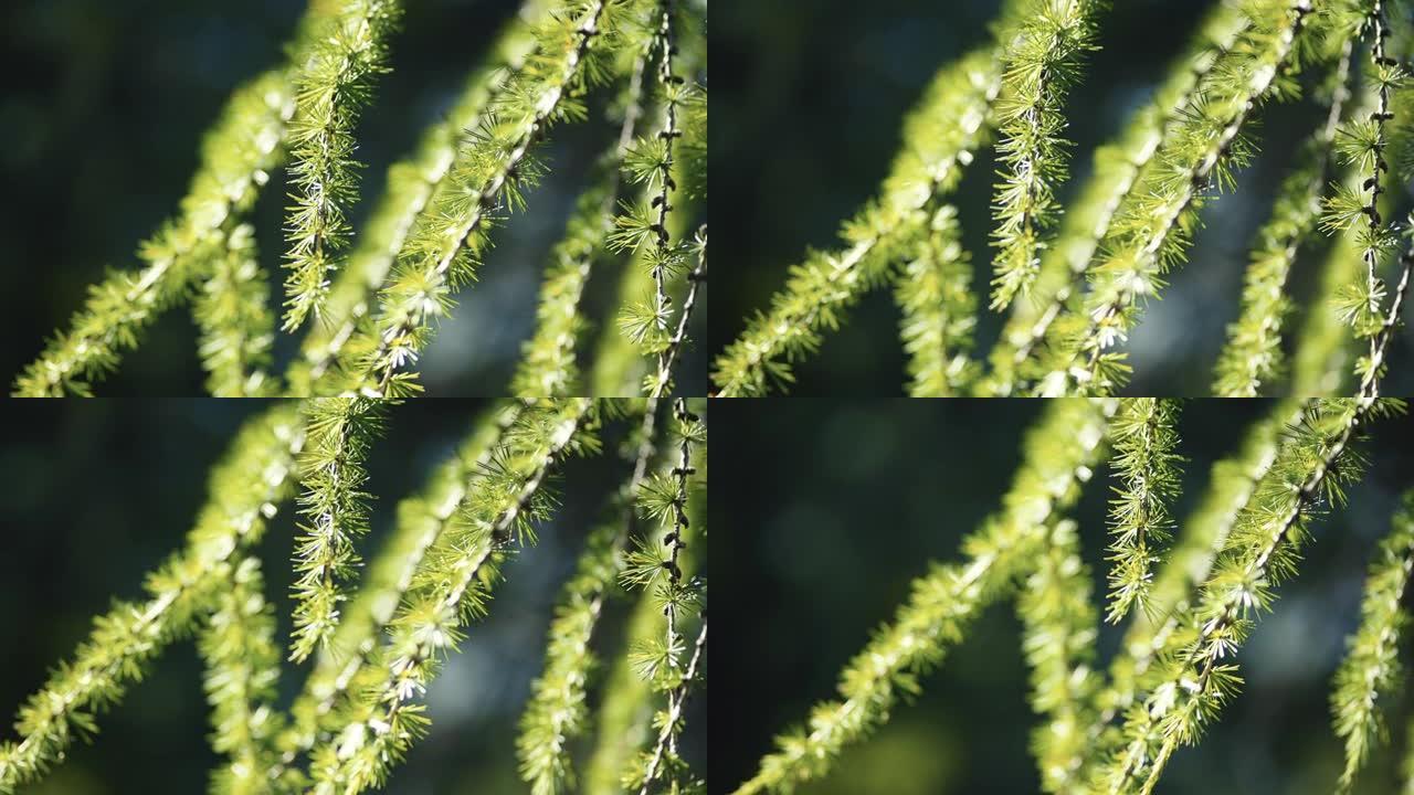 在阳光明媚的日子里拍摄山地植物的细节照片