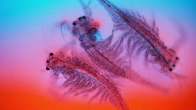 显微镜下的神奇世界。三眼有机体特写。海鲜。卤虫虾
