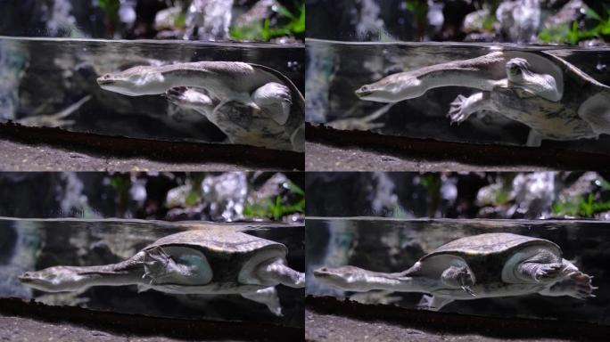 长颈龟蛇颈龟在水中游泳爬行
