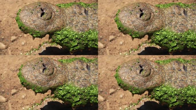 尼罗河鳄鱼的鼻子和鼻孔的极端特写