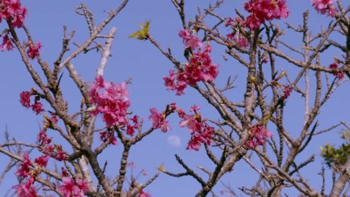 樱花在春风和白月中摇曳