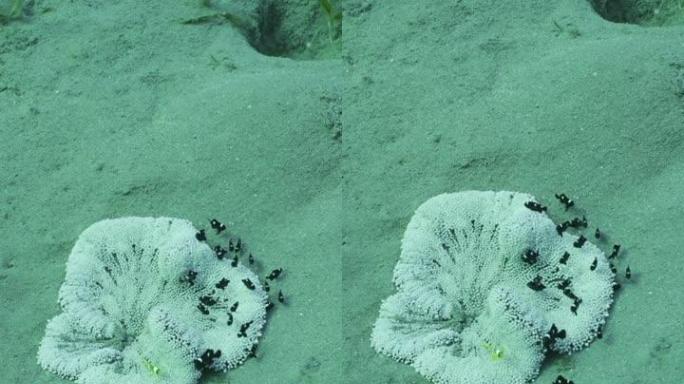 白沙海葵上的多米诺小鱼和小丑，俯视图，慢动作