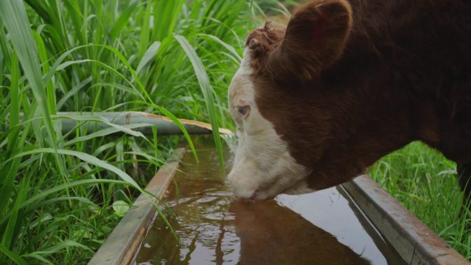 牛群牛肉放牛奔跑吃草喝水乡村振兴产业扶贫