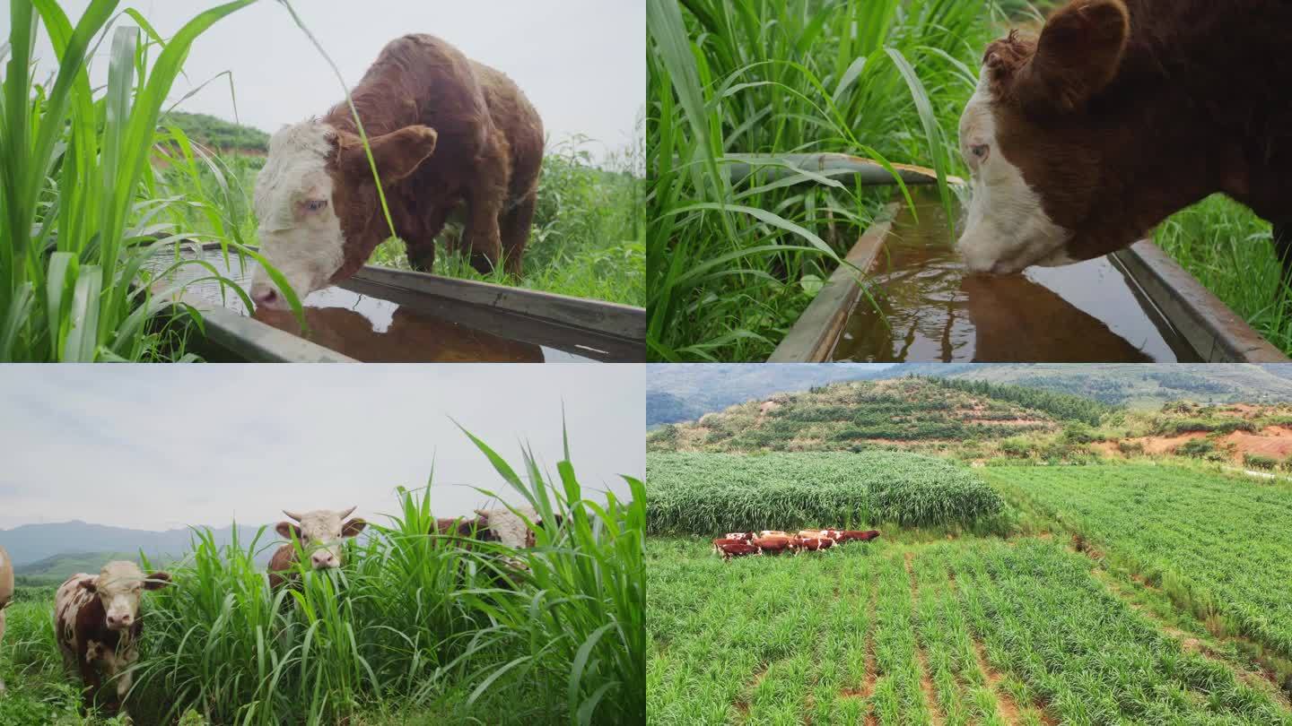 牛群牛肉放牛奔跑吃草喝水乡村振兴产业扶贫