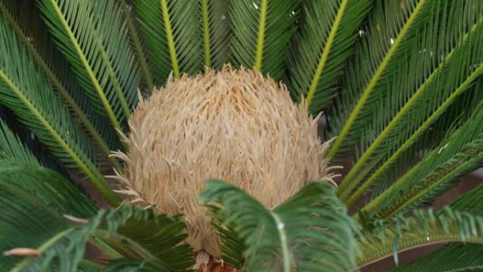 雌性西米花棕榈，苏铁。