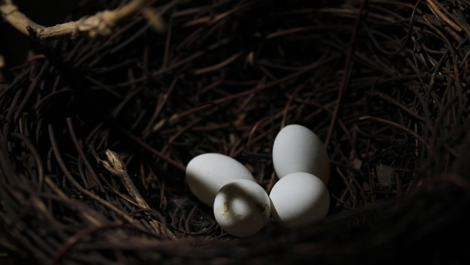 鸟窝里的白色的鸟蛋