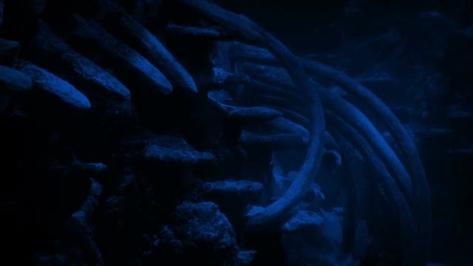 荡漾的月光下巨大的鲸鱼骨架