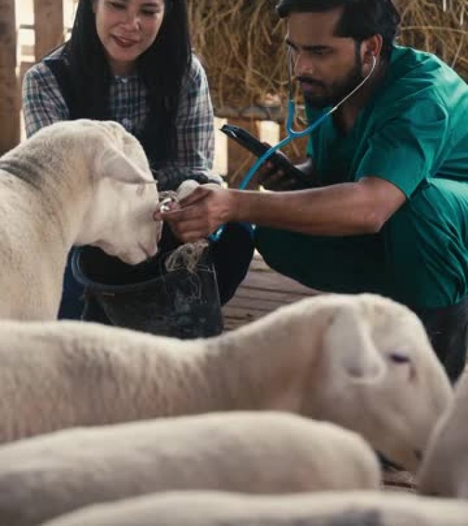 兽医检查羊圈里的羊。
