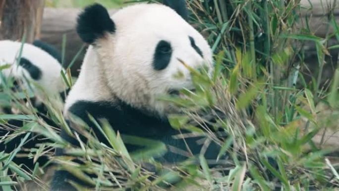 大熊猫吃竹叶，中国