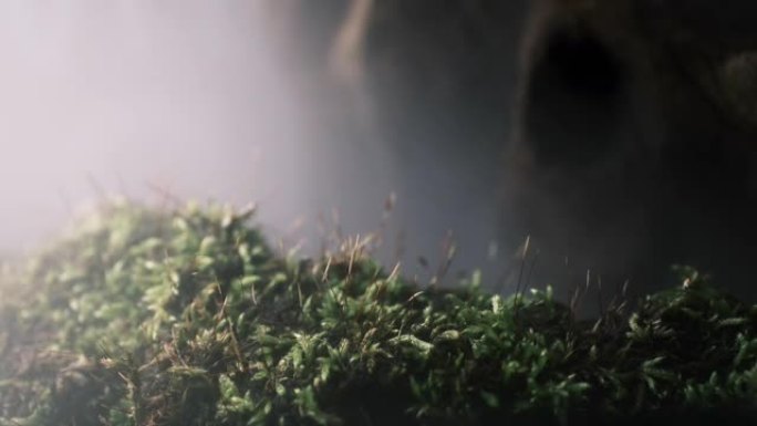 苔藓生长的深林的图像风景