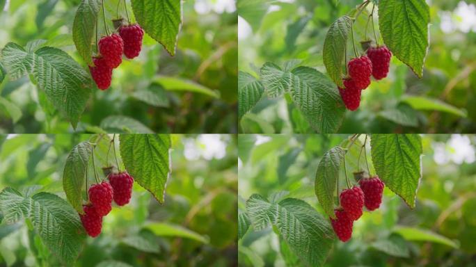 葡萄藤上的红树莓