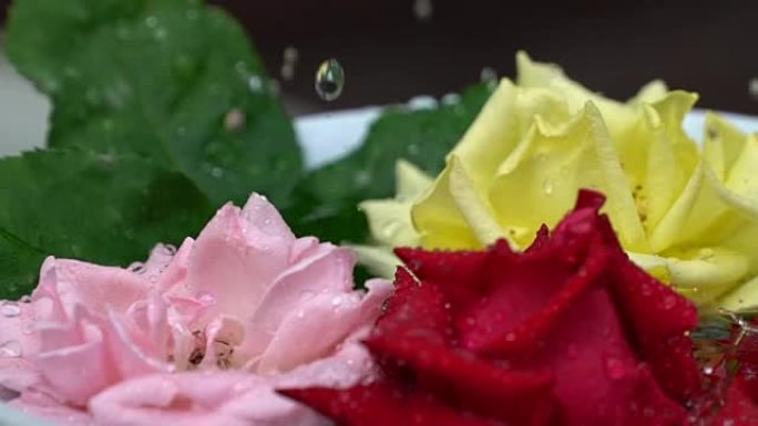 一滴水和玫瑰