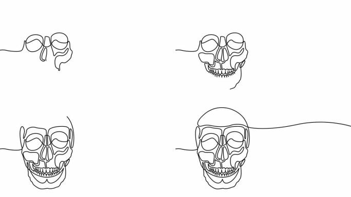 绘制在一条线上的人类头骨，在白色背景上程式化