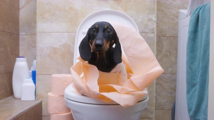 小狗坐在厕所里用卫生纸包裹着的厕所在房间的吠叫中看起来很困惑