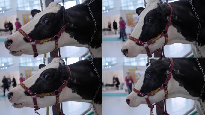 受惊的黑白荷斯坦奶牛在农业动物展览会上尖叫