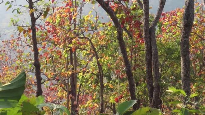 干燥的龙脑香林，秋天的森林