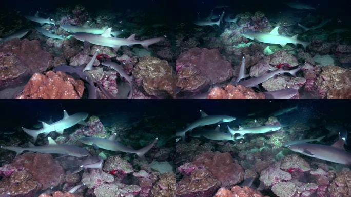巨大数量的海洋礁鲨在黑暗中，在灯笼的灯光下，面对沙底。