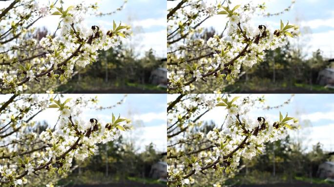 春天盛开的杏子，苹果，梨，樱桃树随风而行，阳光明媚的日子，白花植物在花园后院的树枝上开花。自然美丽的