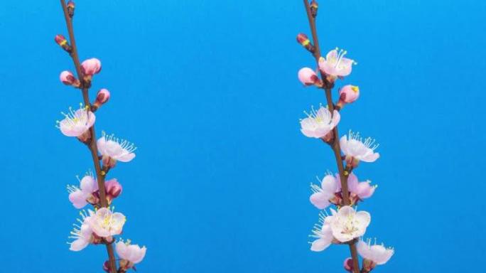 杏花的4k垂直延时开花并在蓝色背景上生长。杏李盛开的花。杏花枝开花的时间流逝。9:16比例的垂直时间
