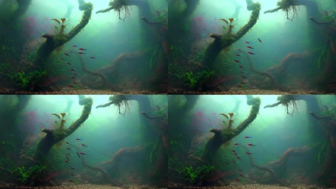 雾水中的霓虹四色鱼。