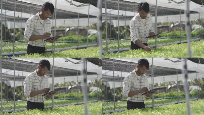 快乐微笑的亚洲年轻农民拿着平板电脑看着有机生菜开始商业健康的职业前景水培花园。农业。现代水培农场在他