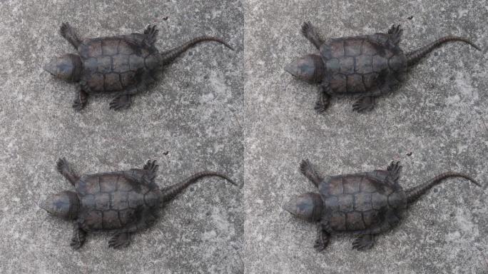 大头龟，大头龟，桔梗大头龟