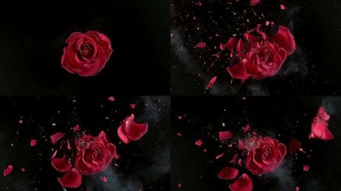 红玫瑰花在超级慢动作中爆炸