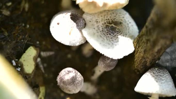 延时微距摄影真菌，在潮湿的泥泞土壤中生长的Psilocybin蘑菇，带有一些微小的宏观生物