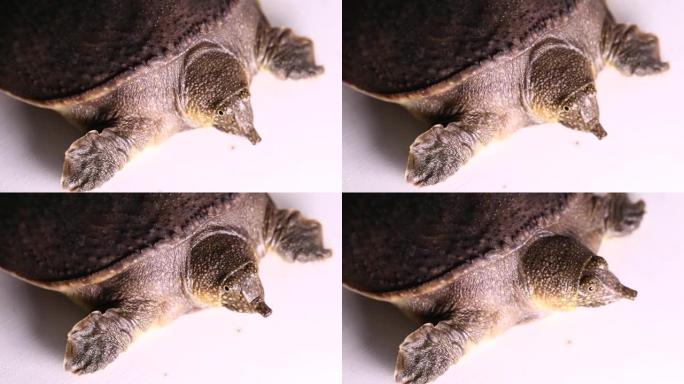 白色背景上的普通软壳龟或亚洲软壳龟 (Amyda软骨)